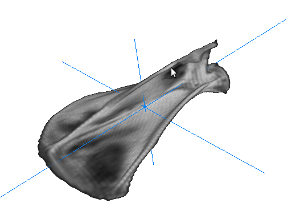 Scapula aligned to principal axes